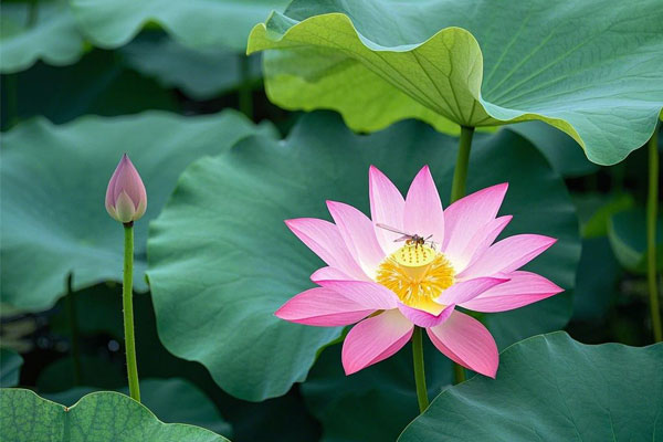 ������(8883��AMG)�ٷ���վ